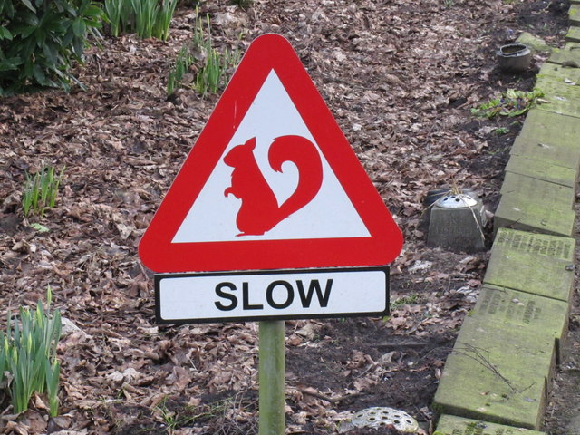 'Slow for red squirrels' sign, Southport Crematorium